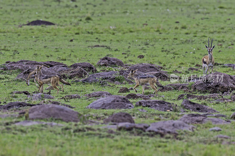 黑背豺狼(Canis mesomelas)，又称银背豺狼或红背豺狼，是豺狼的一种。肯尼亚马赛马拉国家保护区。猎捕一只小汤姆逊瞪羚。